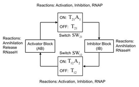 Robust Tunable In Vitro Transcriptional Oscillator Networks