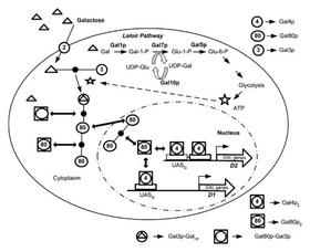 Characterizing the Memory of the GAL Regulatory Network in Saccharomyces cerevisiae